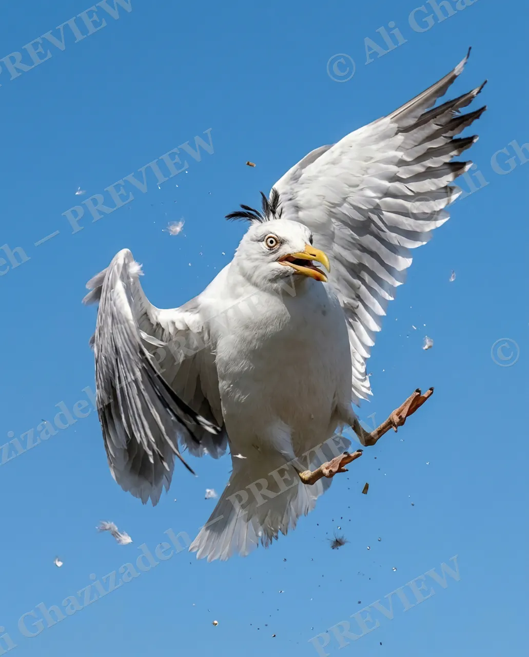 Fowl Play — Windblown Witness — Cardinal artwork by Ali Ghazizadeh