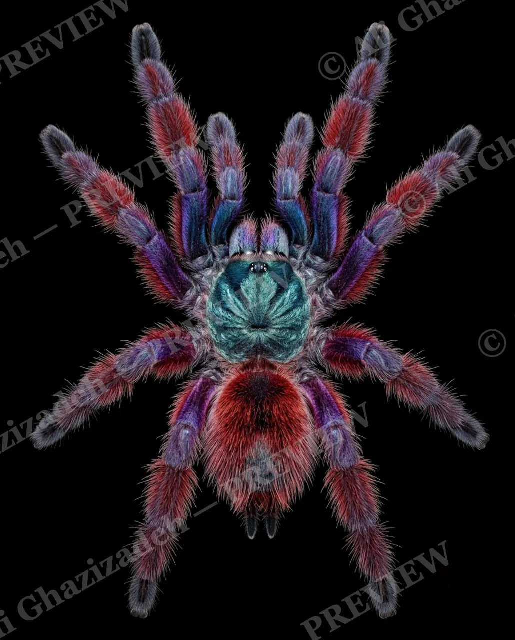 Full Spectrum — Blue and Amber — Tarantula artwork by Ali Ghazizadeh