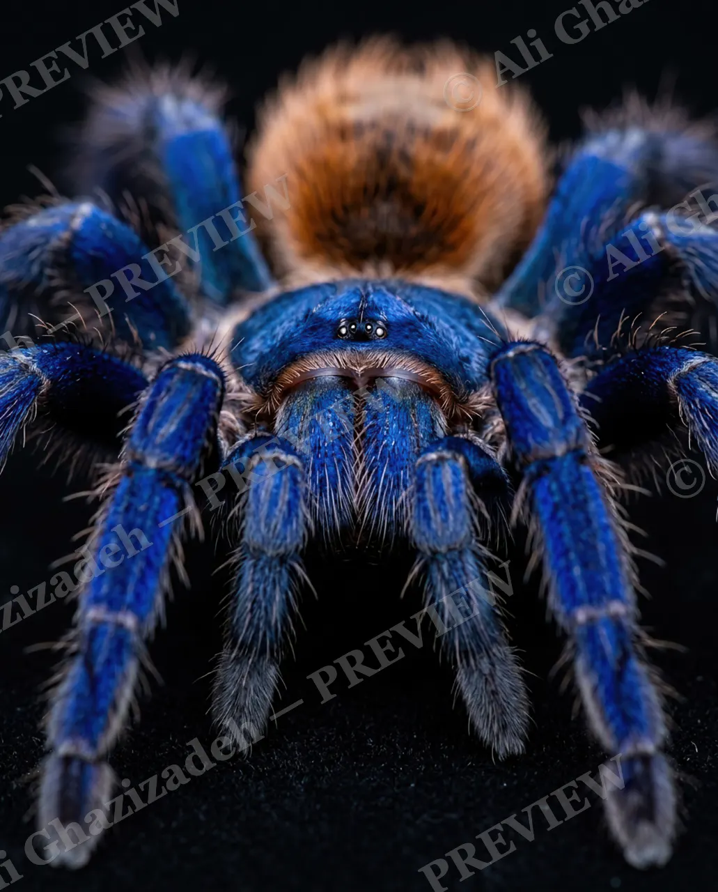 Full Spectrum — Blue and Rust — Tarantula artwork by Ali Ghazizadeh