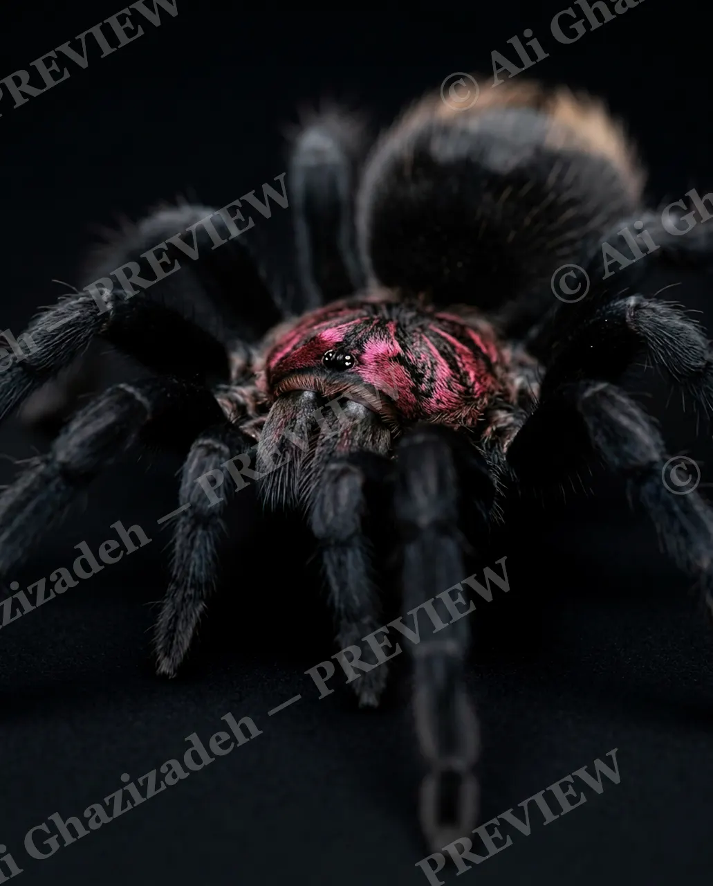 Full Spectrum — Blush and Shadow — Tarantula artwork by Ali Ghazizadeh