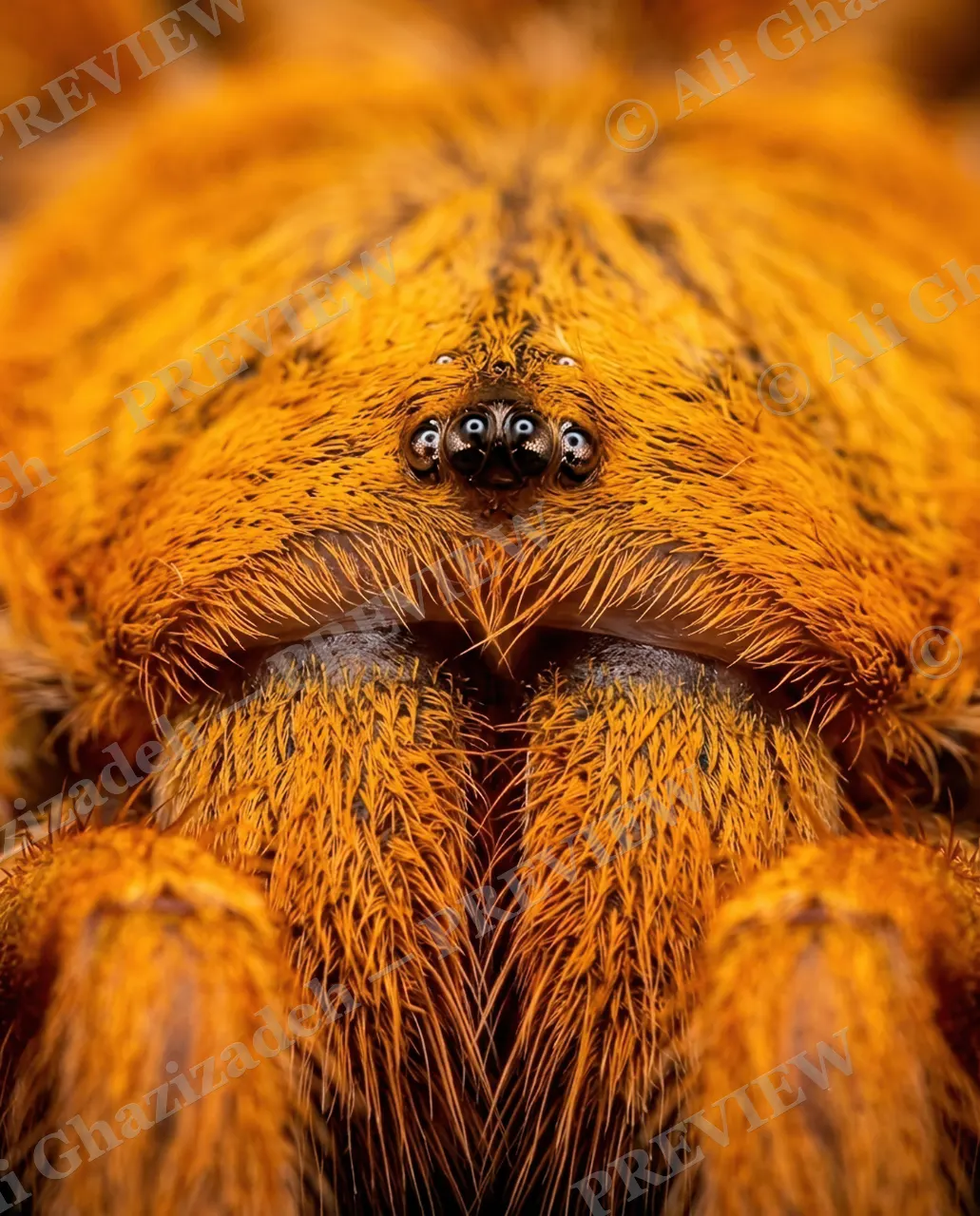 Full Spectrum — Burnt Orange — Tarantula artwork by Ali Ghazizadeh