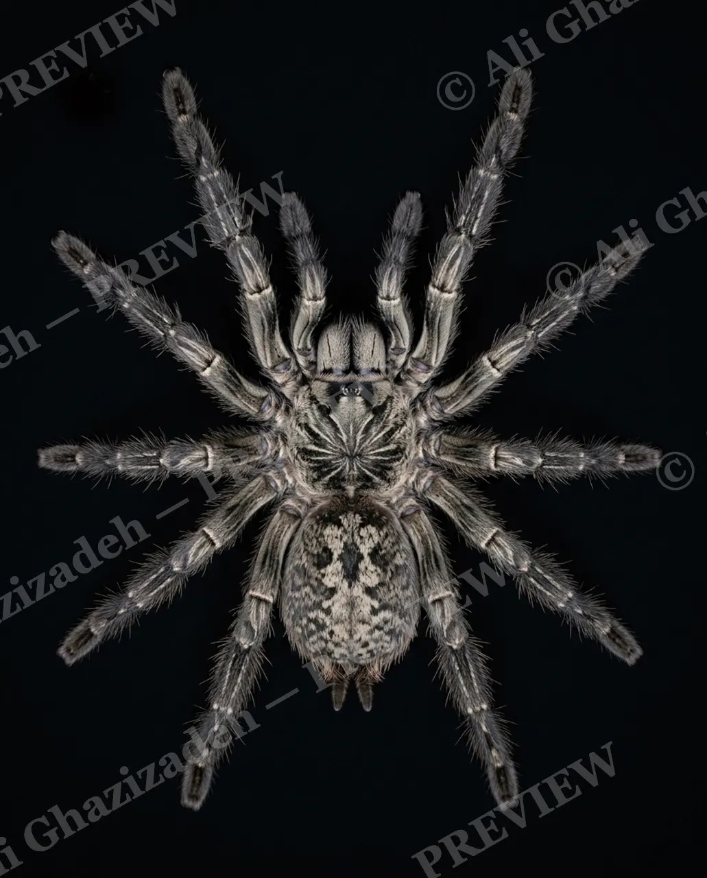 Full Spectrum — Crimson Mask — Tarantula artwork by Ali Ghazizadeh