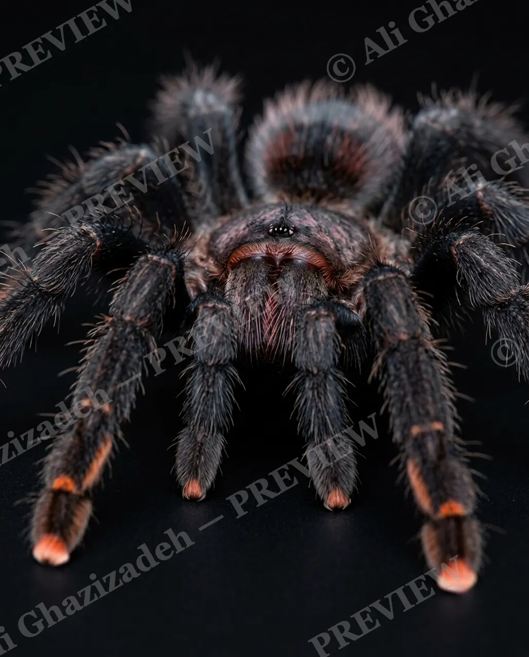 Full Spectrum — Ember-Tipped Toes — Tarantula artwork by Ali Ghazizadeh