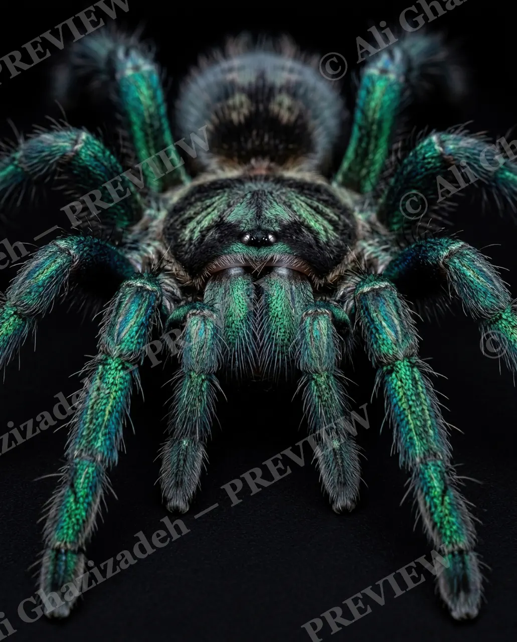 Full Spectrum — Emerald Stare — Tarantula artwork by Ali Ghazizadeh
