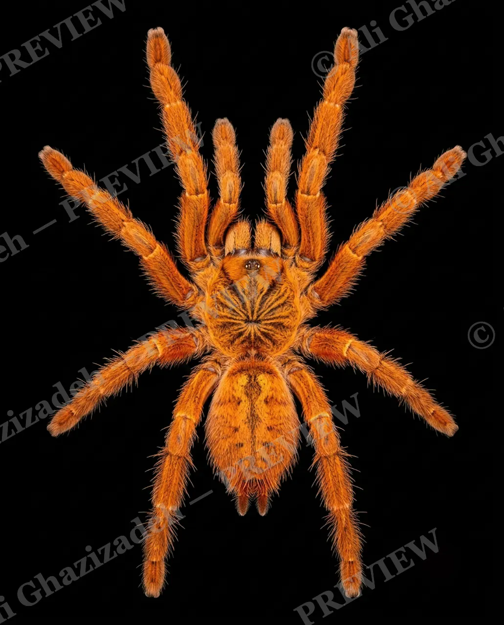 Full Spectrum — Fire and Ice — Tarantula artwork by Ali Ghazizadeh