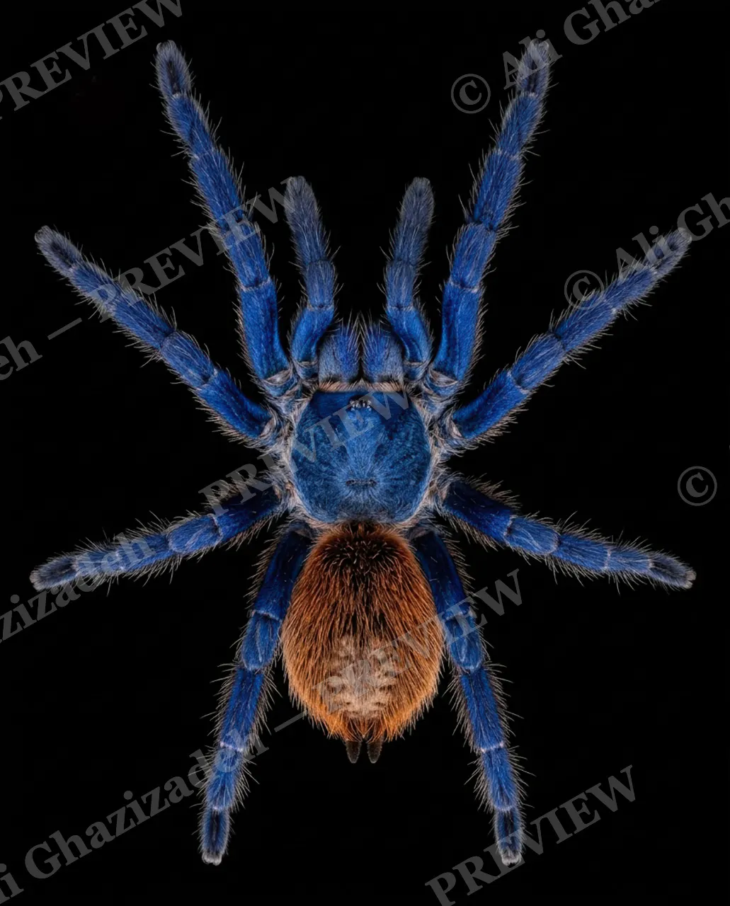 Full Spectrum — Frosted Pattern — Tarantula artwork by Ali Ghazizadeh