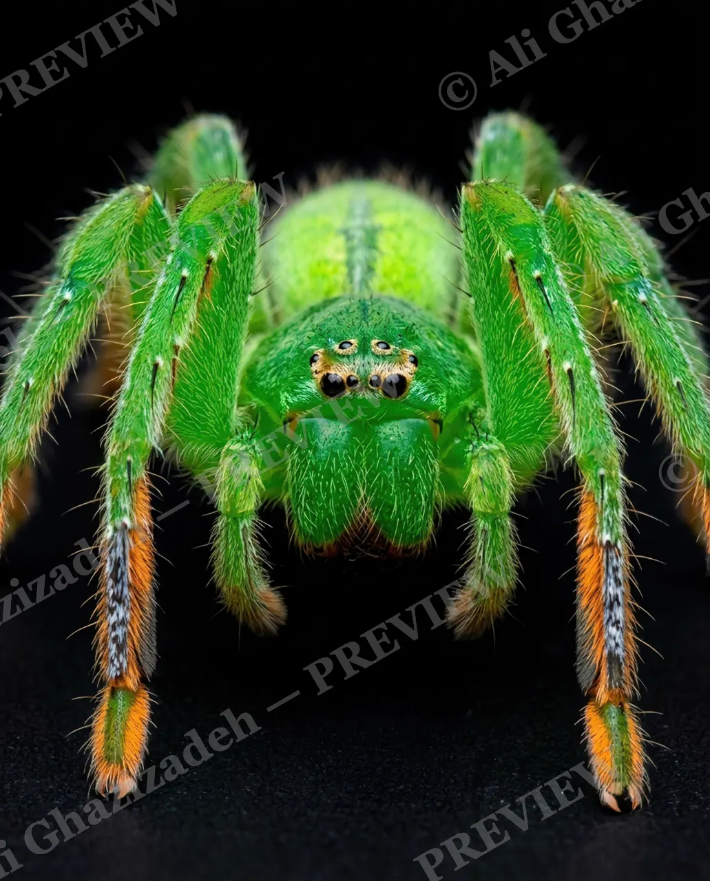 Full Spectrum — Green and Ember — Tarantula artwork by Ali Ghazizadeh