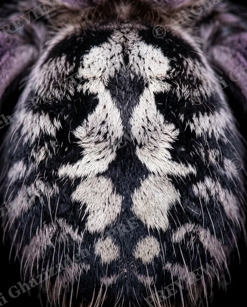 Full Spectrum — Hidden Symbol — Tarantula artwork by Ali Ghazizadeh
