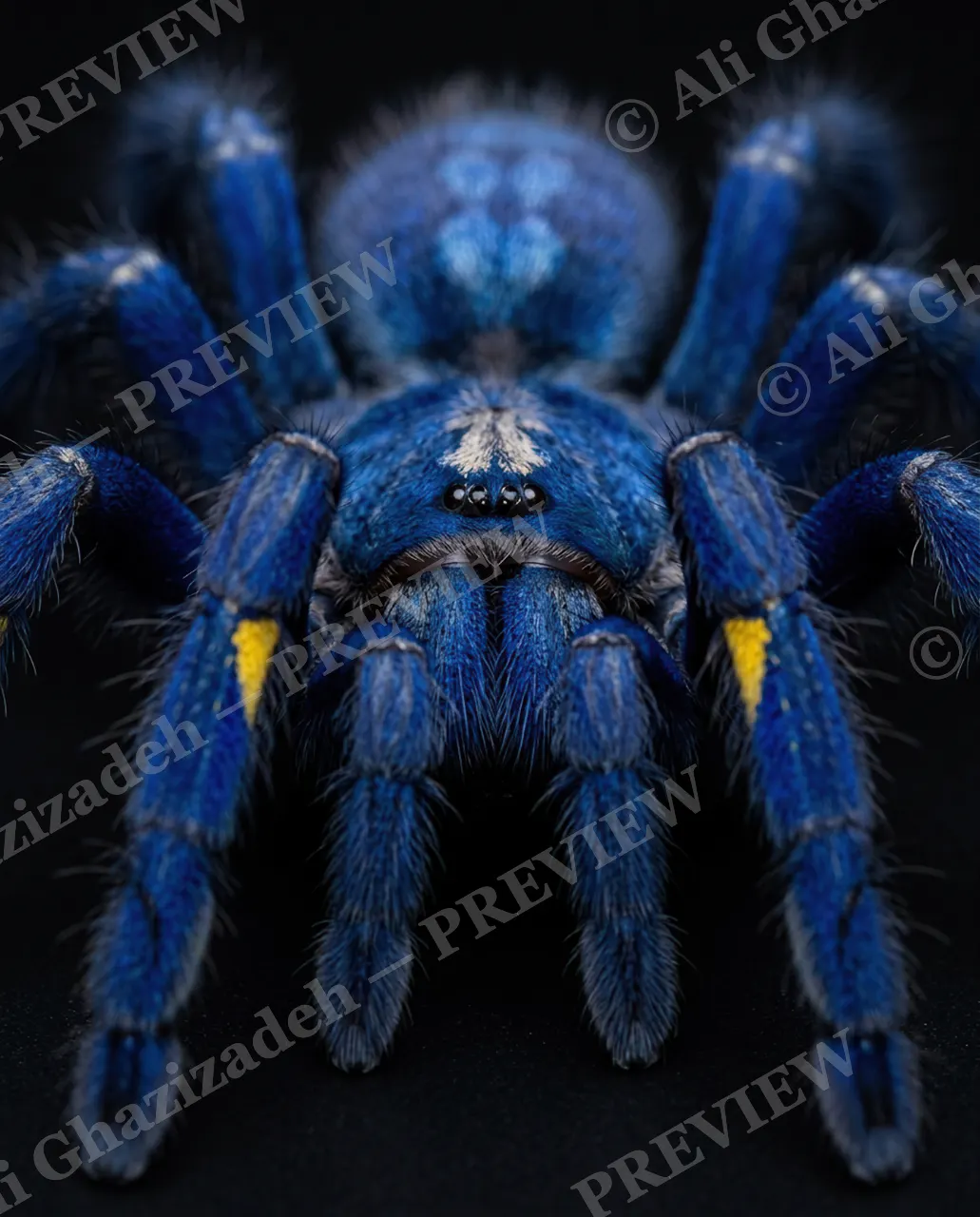 Full Spectrum — Cobalt and Gold — Tarantula artwork by Ali Ghazizadeh
