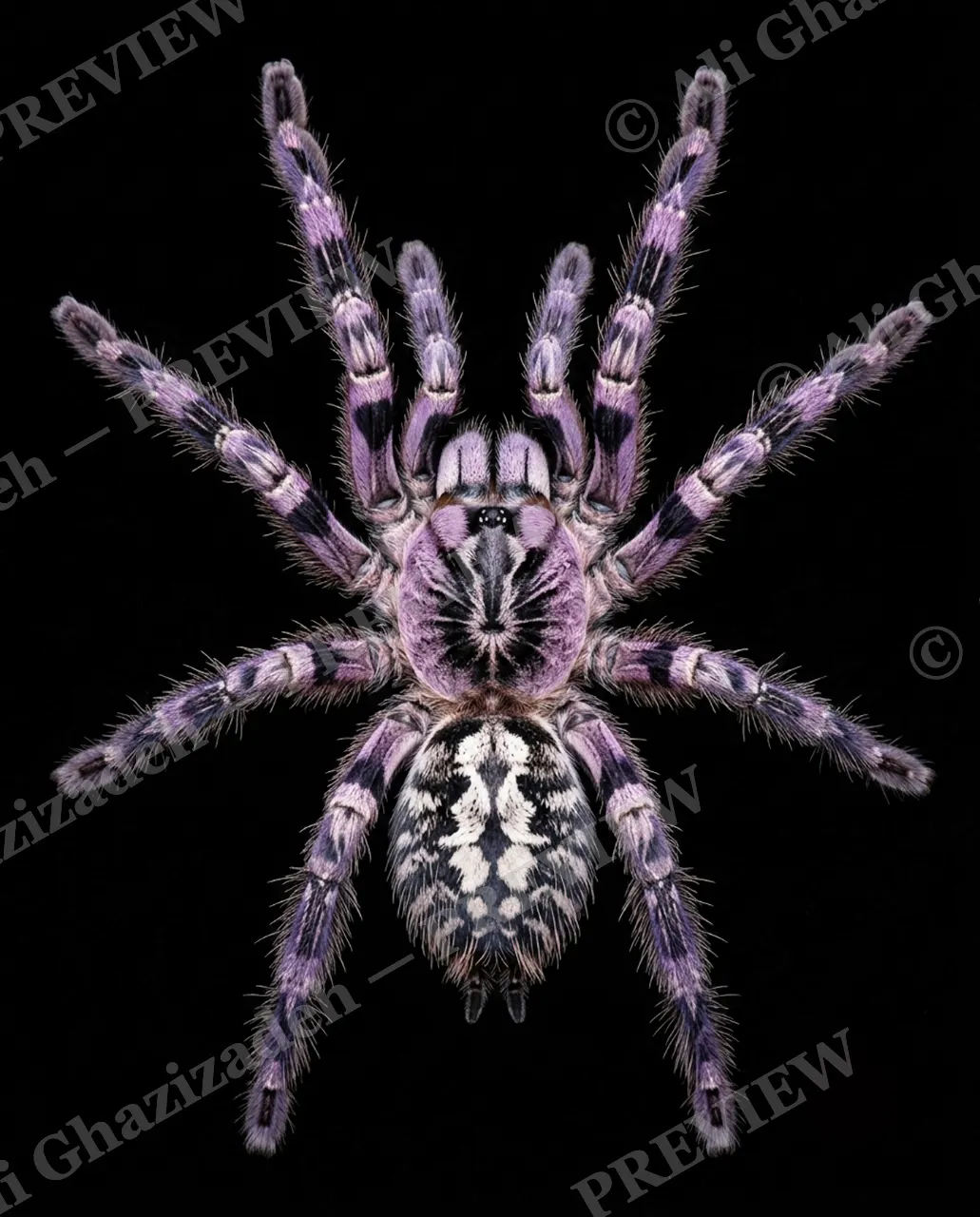 Full Spectrum — Midnight Ember — Tarantula artwork by Ali Ghazizadeh