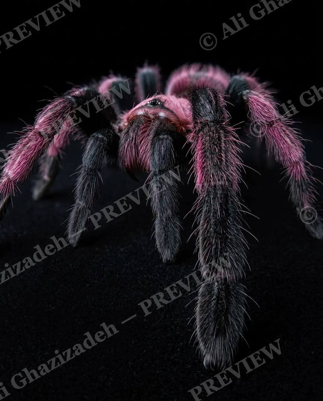 Full Spectrum — Pink on the Move — Tarantula artwork by Ali Ghazizadeh