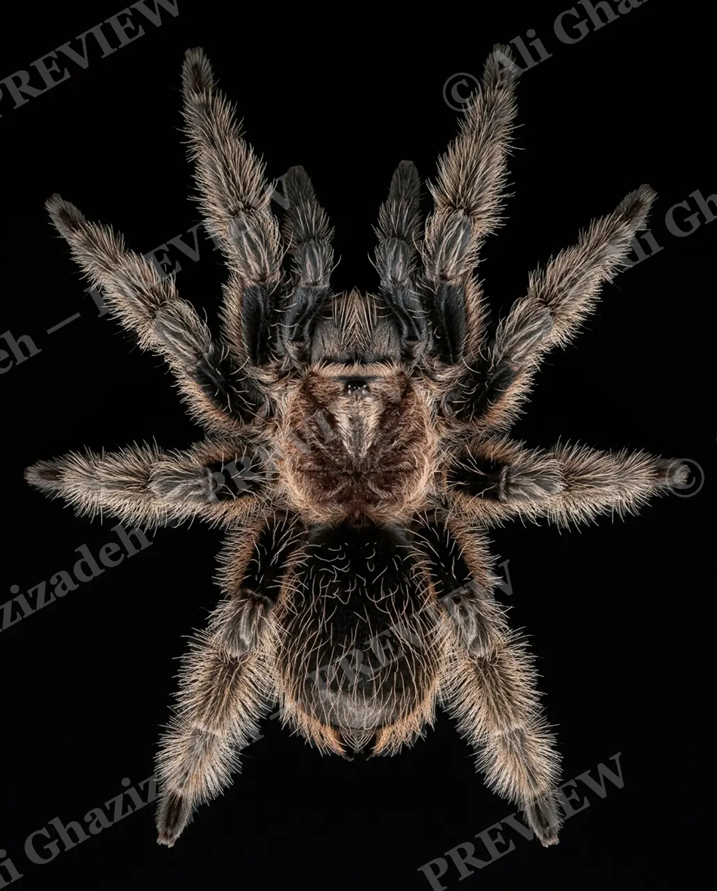 Full Spectrum — Sapphire Spots — Tarantula artwork by Ali Ghazizadeh