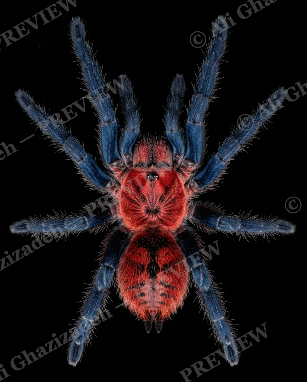 Full Spectrum — Silver Fringe — Tarantula artwork by Ali Ghazizadeh