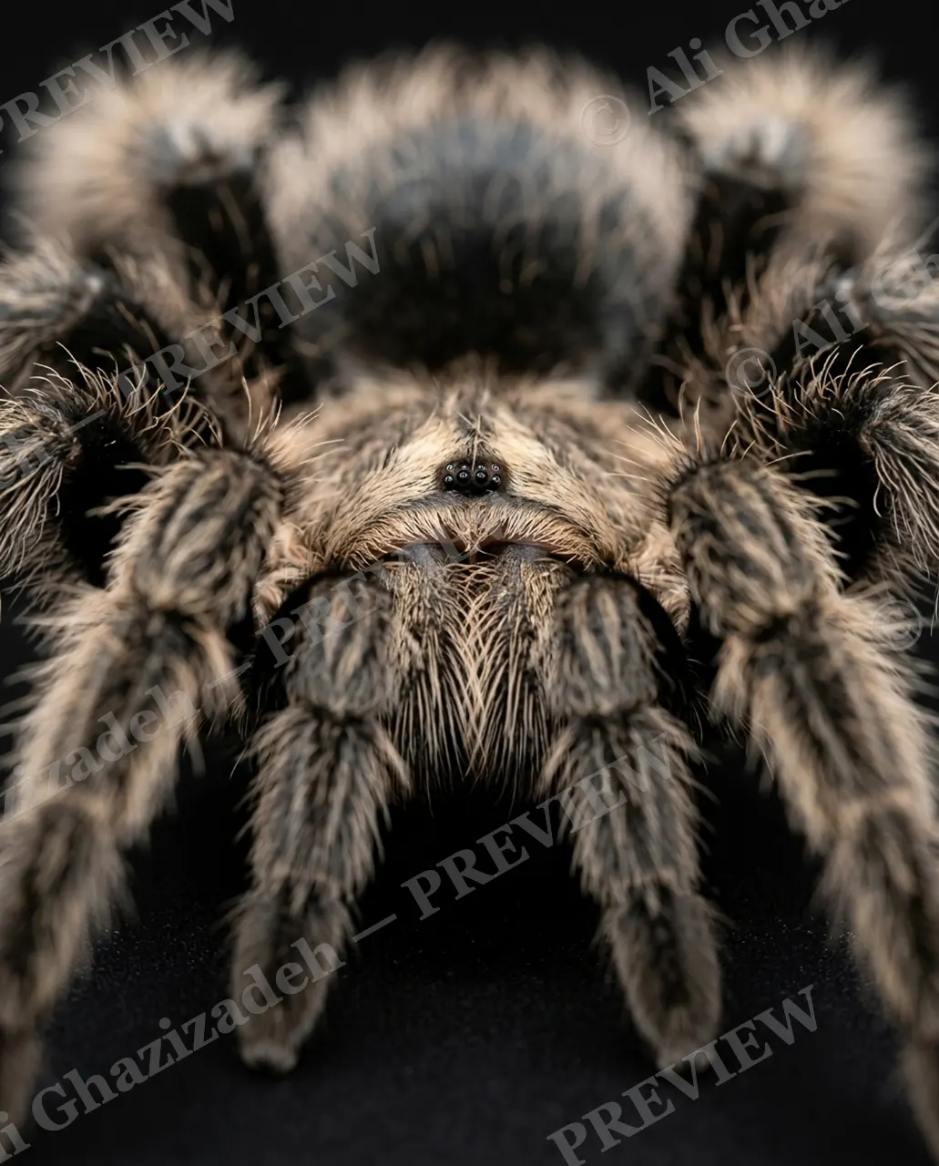 Full Spectrum — Silver Tan — Tarantula artwork by Ali Ghazizadeh