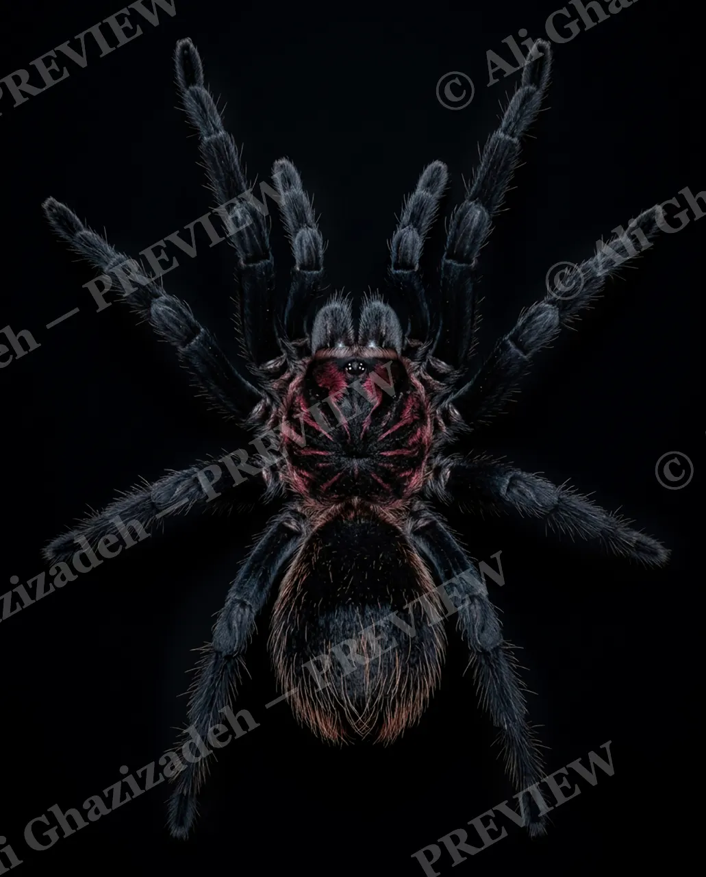 Full Spectrum — Solid Gold — Tarantula artwork by Ali Ghazizadeh