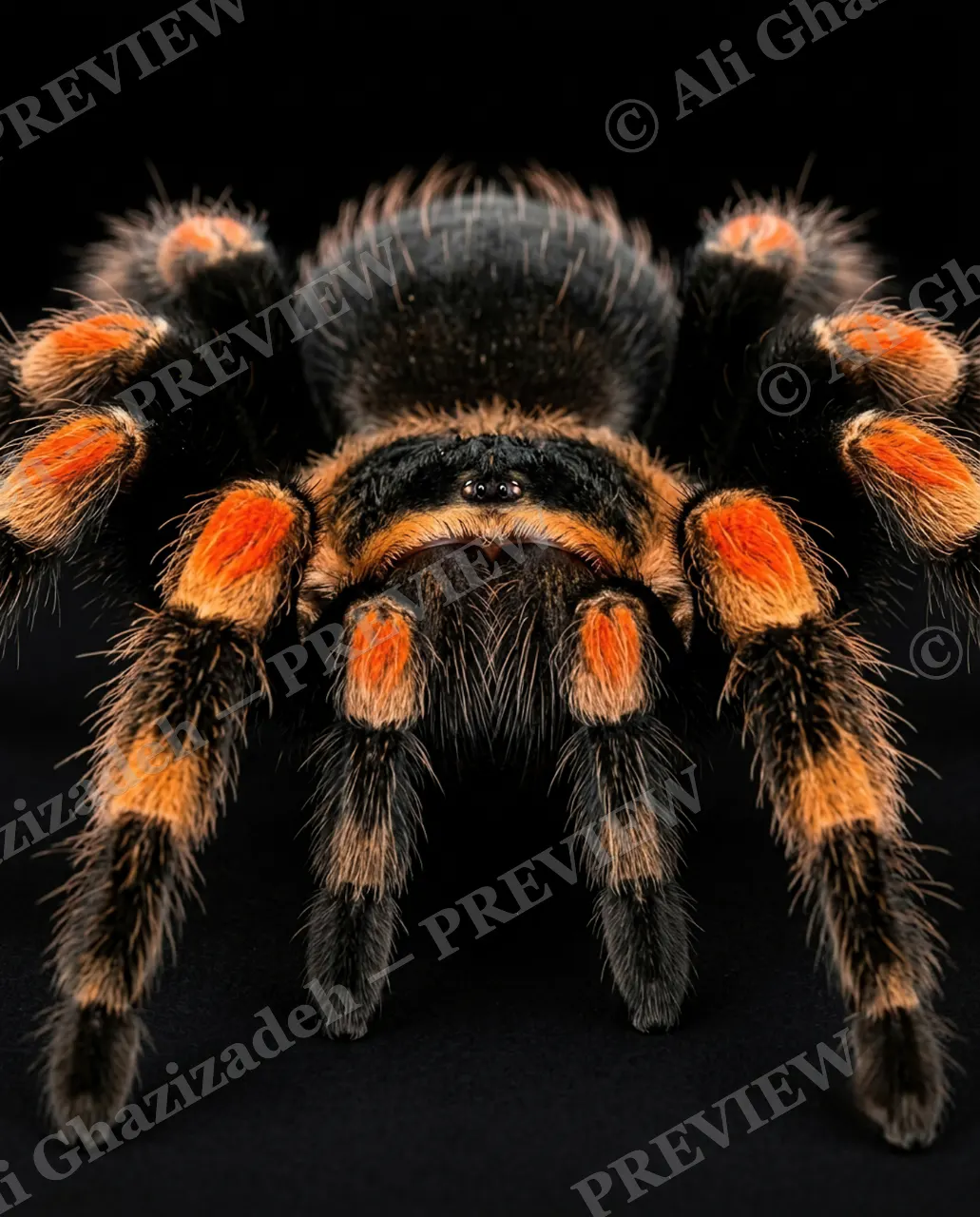 Full Spectrum — Striped in Orange — Tarantula artwork by Ali Ghazizadeh