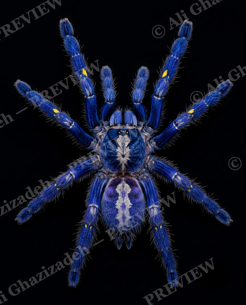 Full Spectrum — Teal and Cream — Tarantula artwork by Ali Ghazizadeh