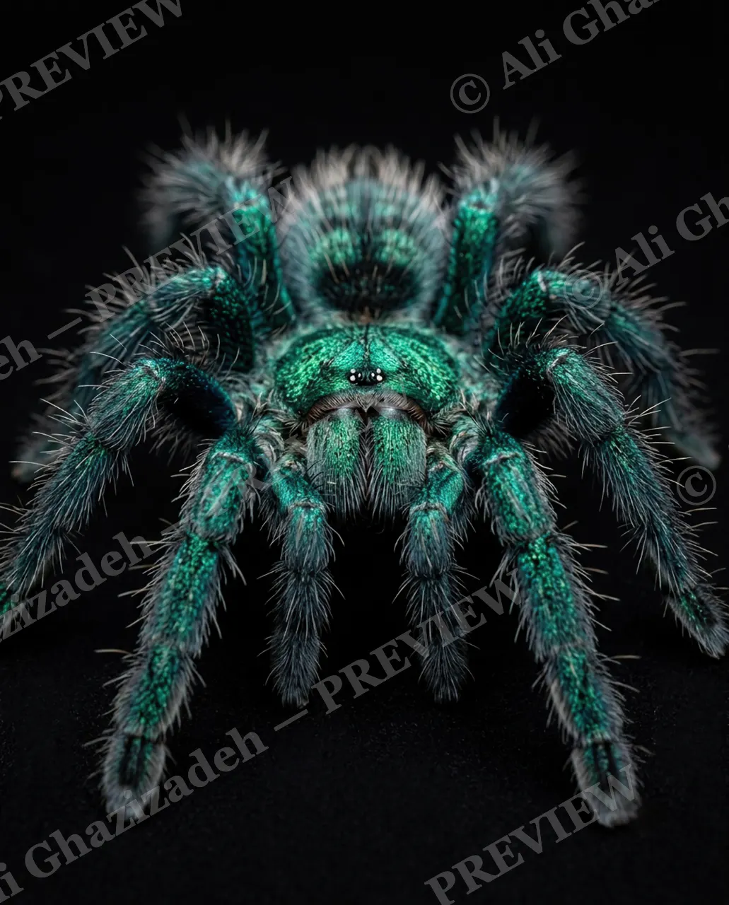 Full Spectrum — Teal Gaze — Tarantula artwork by Ali Ghazizadeh