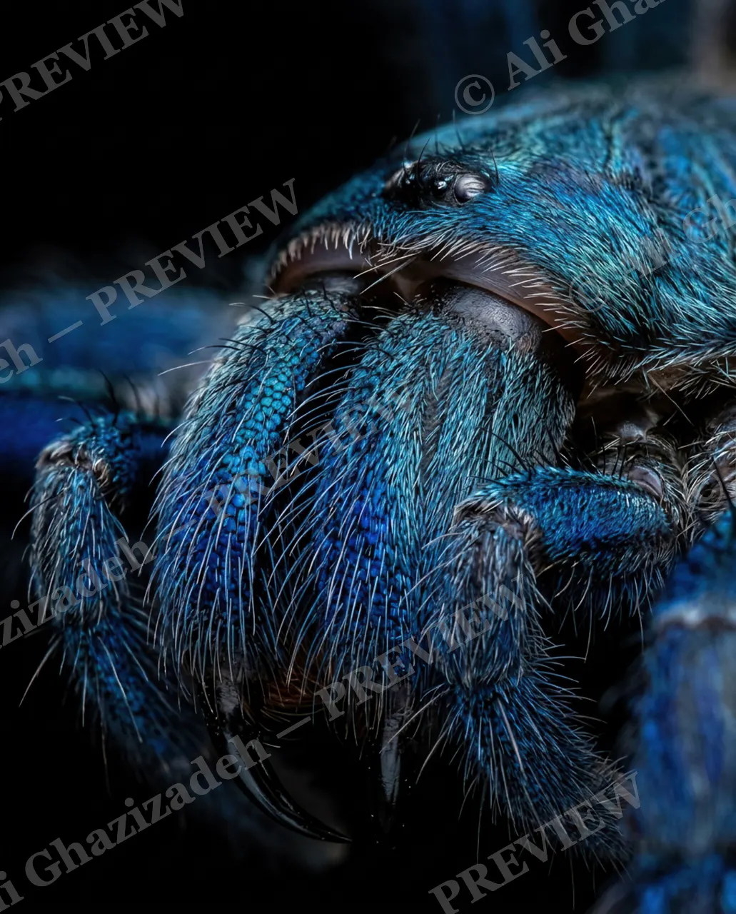 Full Spectrum — Teal Up Close — Tarantula artwork by Ali Ghazizadeh