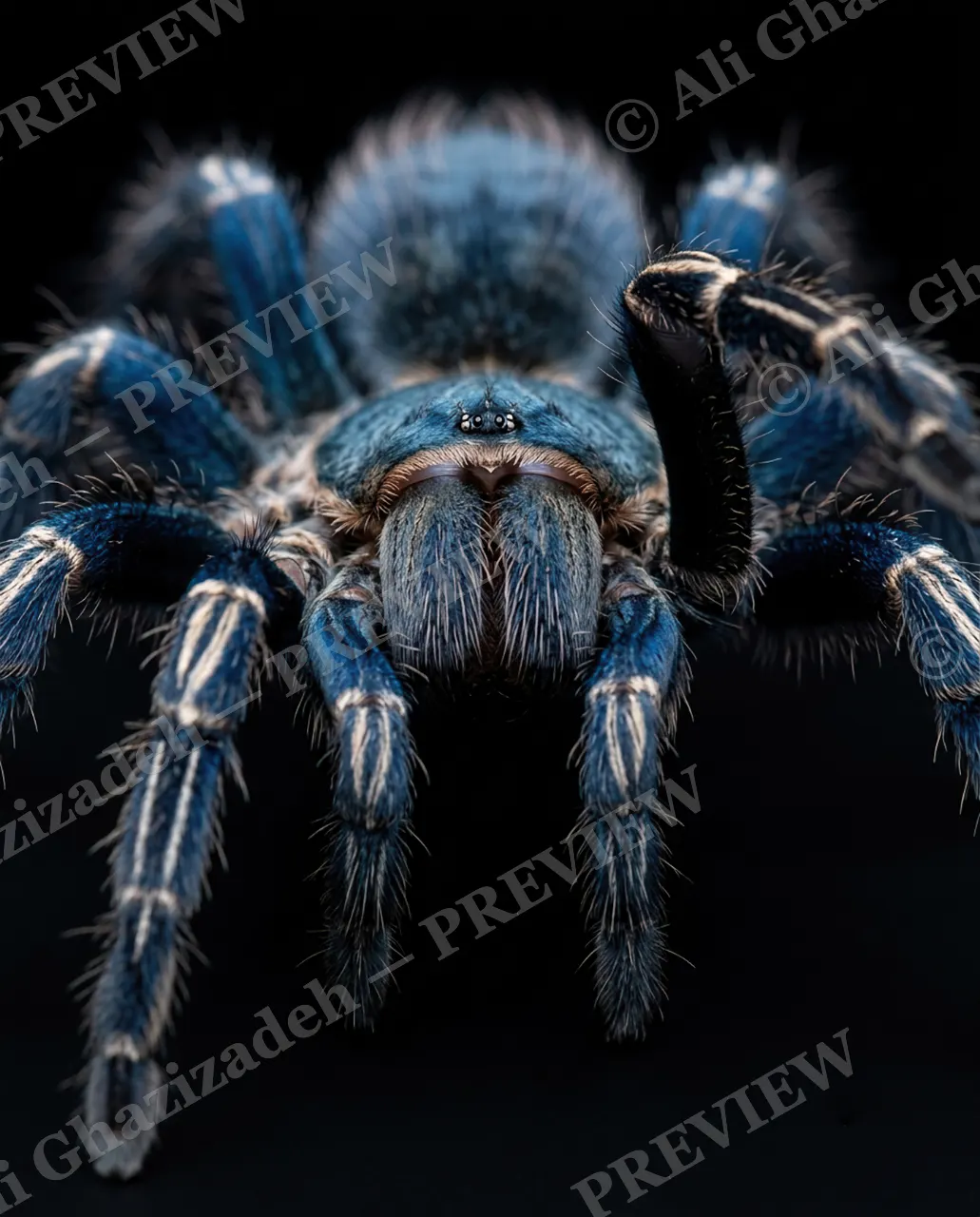 Full Spectrum — The Raised Leg — Tarantula artwork by Ali Ghazizadeh