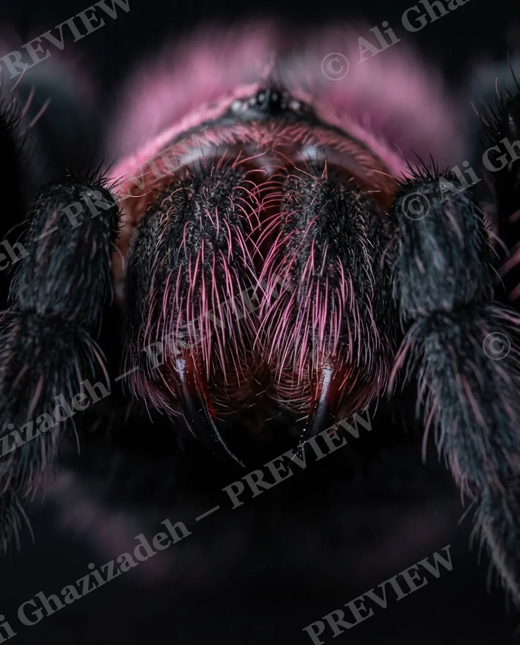 Full Spectrum — Violet Fire — Tarantula artwork by Ali Ghazizadeh