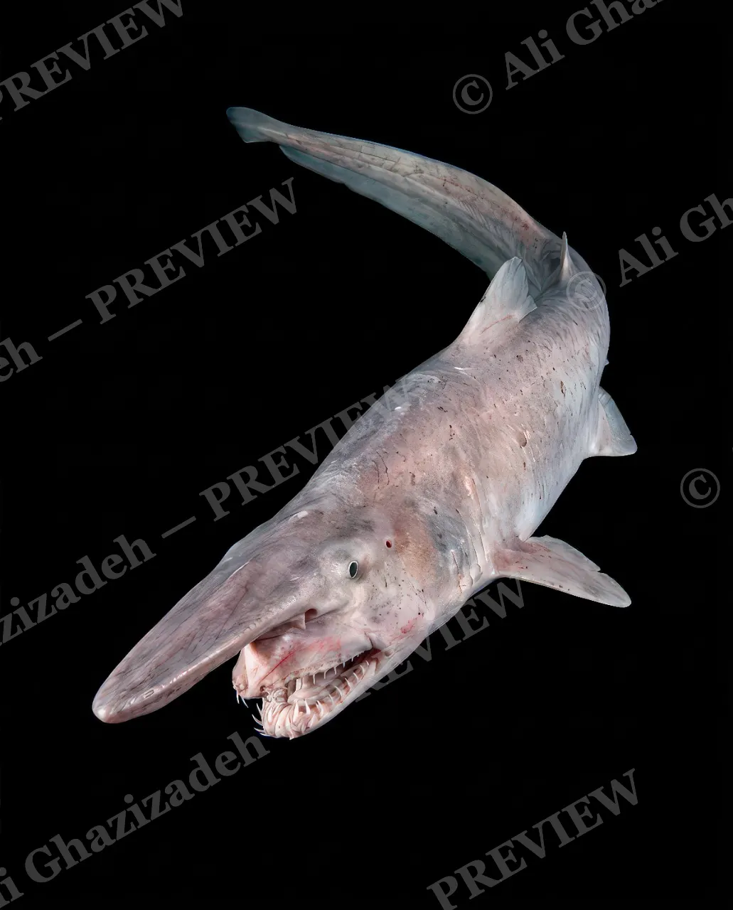 Giants of the Deep — Ancient and Odd — Great white shark artwork by Ali Ghazizadeh