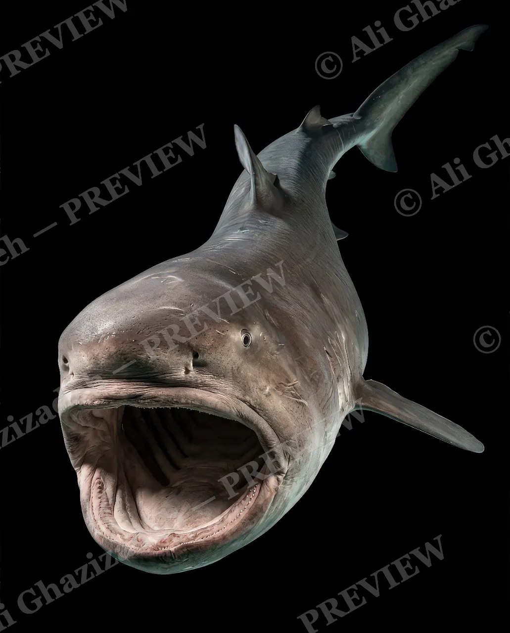 Giants of the Deep — Ancient Grin — Great white shark artwork by Ali Ghazizadeh