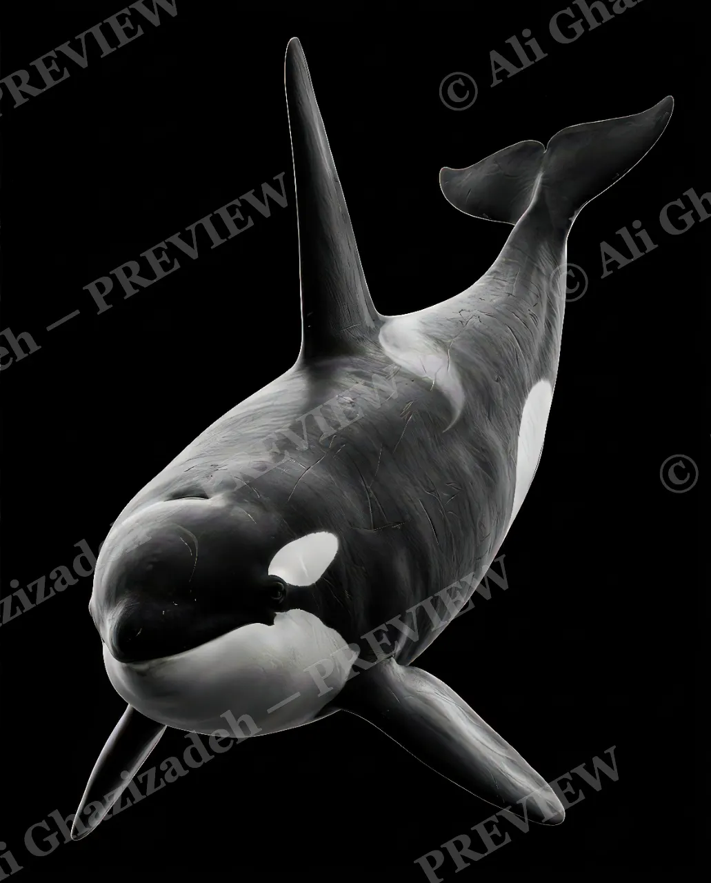 Giants of the Deep — Black, White, and Bold — Great white shark artwork by Ali Ghazizadeh