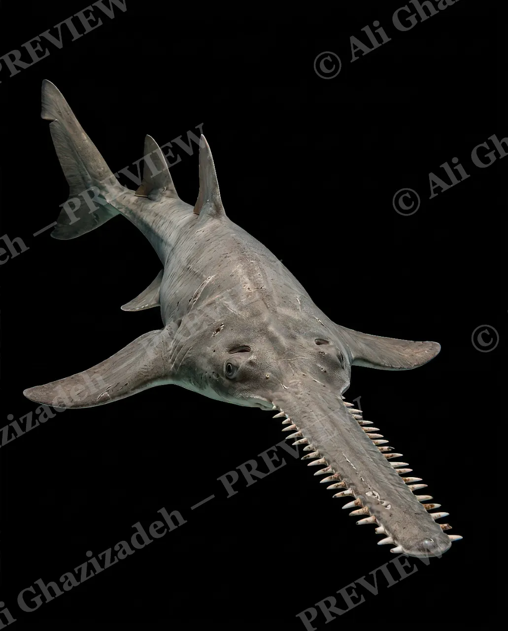 Giants of the Deep — Built-In Saw — Great white shark artwork by Ali Ghazizadeh