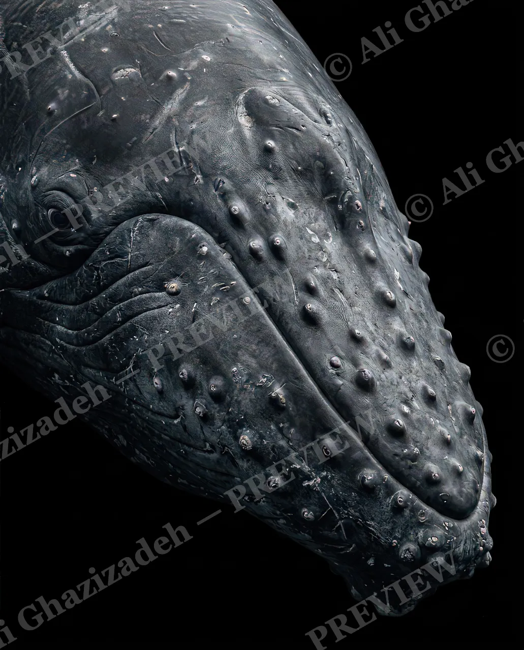 Giants of the Deep — Bumps and All — Great white shark artwork by Ali Ghazizadeh