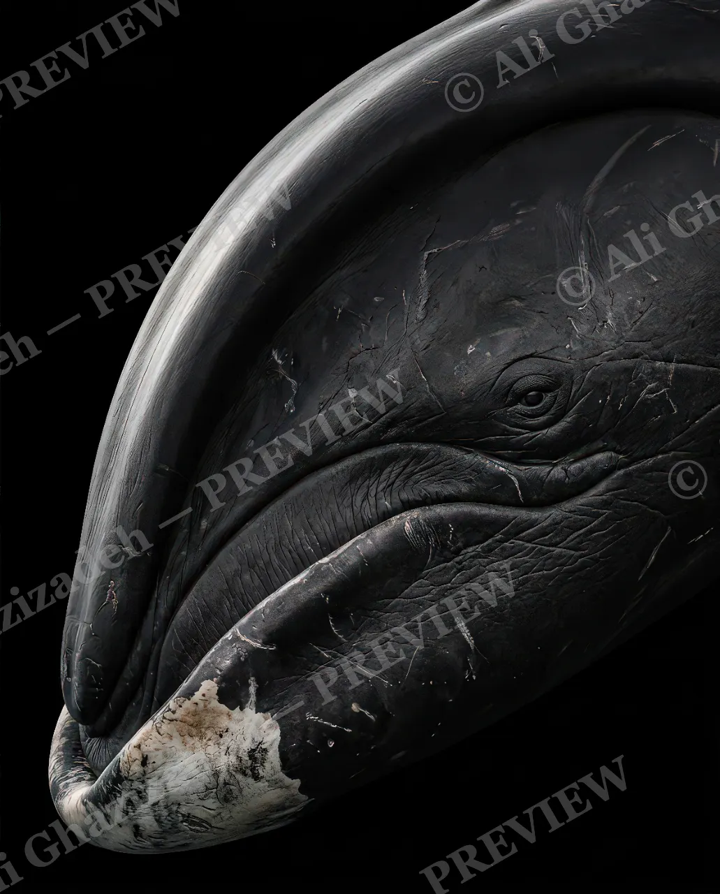 Giants of the Deep — Chinstrap — Great white shark artwork by Ali Ghazizadeh