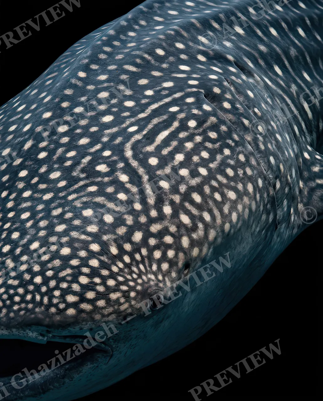 Giants of the Deep — Counting the Spots — Great white shark artwork by Ali Ghazizadeh