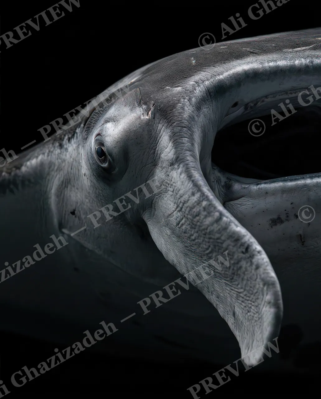 Giants of the Deep — Curled and Curious — Great white shark artwork by Ali Ghazizadeh