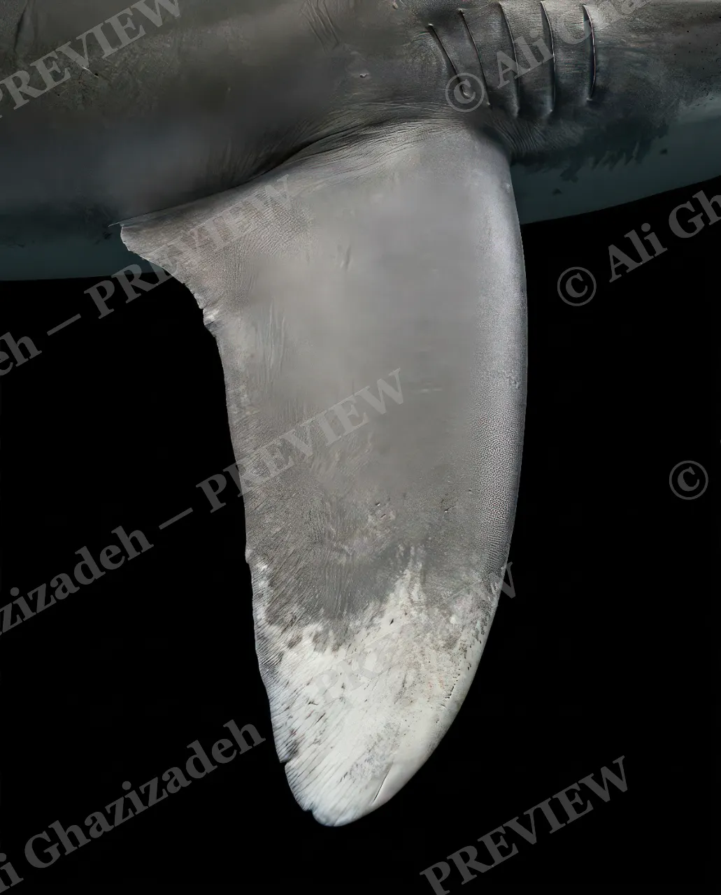 Giants of the Deep — Fin Study — Great white shark artwork by Ali Ghazizadeh