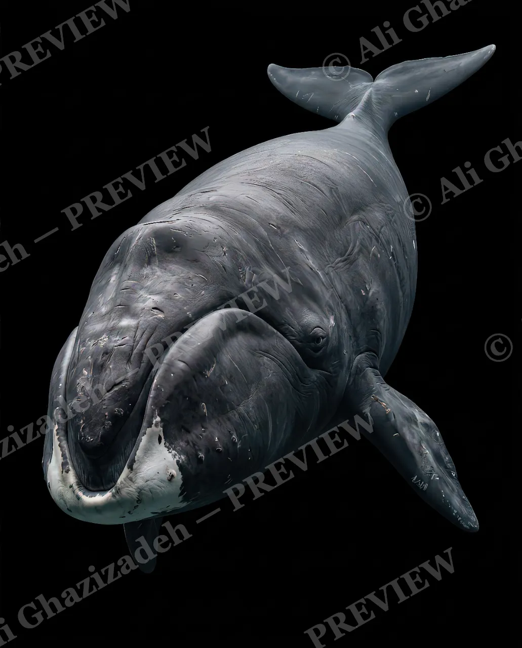 Giants of the Deep — Gentle and Pale — Great white shark artwork by Ali Ghazizadeh