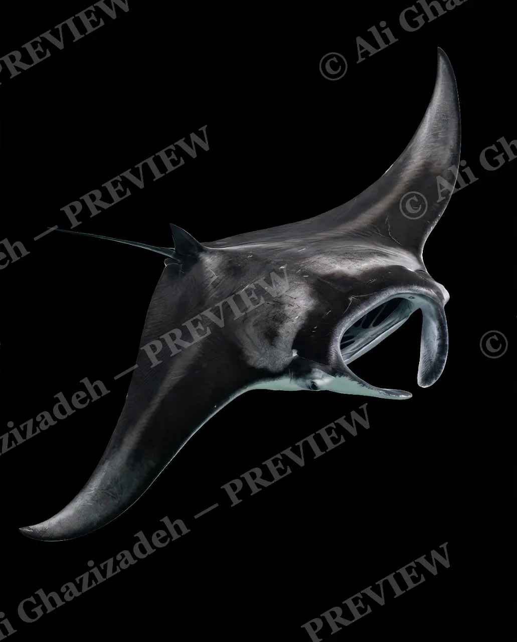 Giants of the Deep — Gentle Giant Unfurled — Great white shark artwork by Ali Ghazizadeh