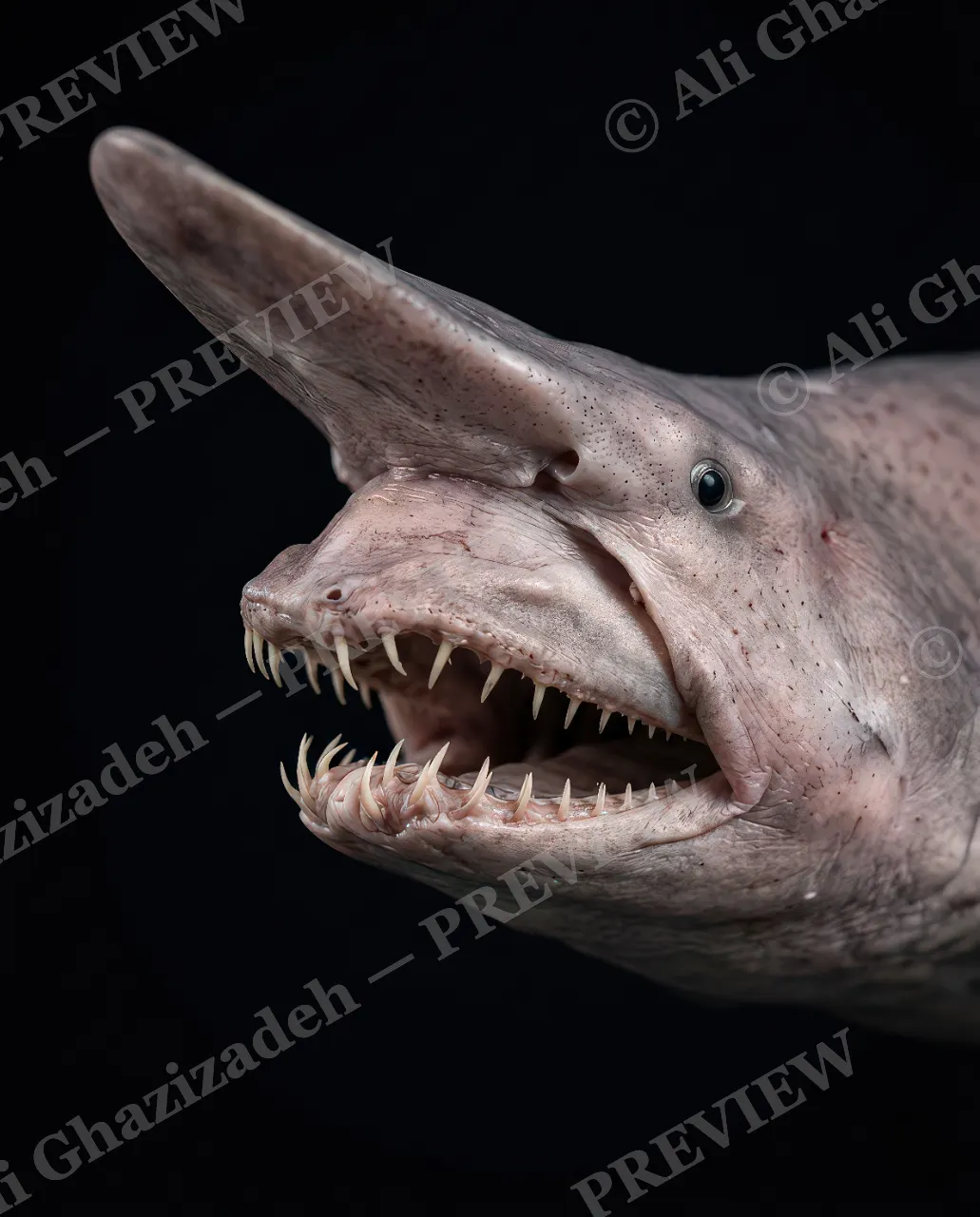 Giants of the Deep — Jaw Drop — Great white shark artwork by Ali Ghazizadeh