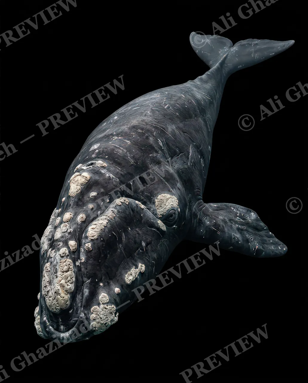 Giants of the Deep — Marked for Life — Great white shark artwork by Ali Ghazizadeh