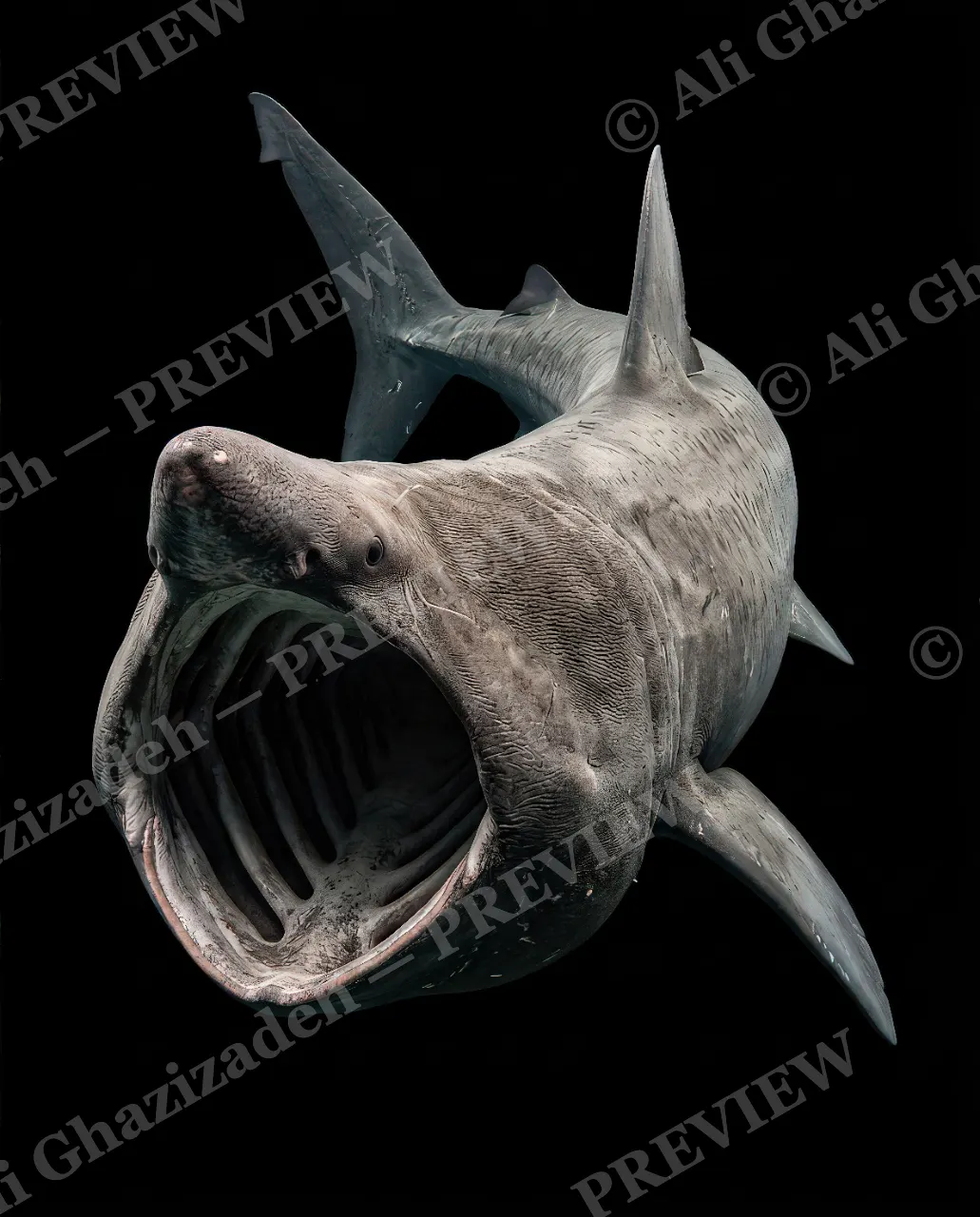 Giants of the Deep — Mouth Wide Open — Great white shark artwork by Ali Ghazizadeh