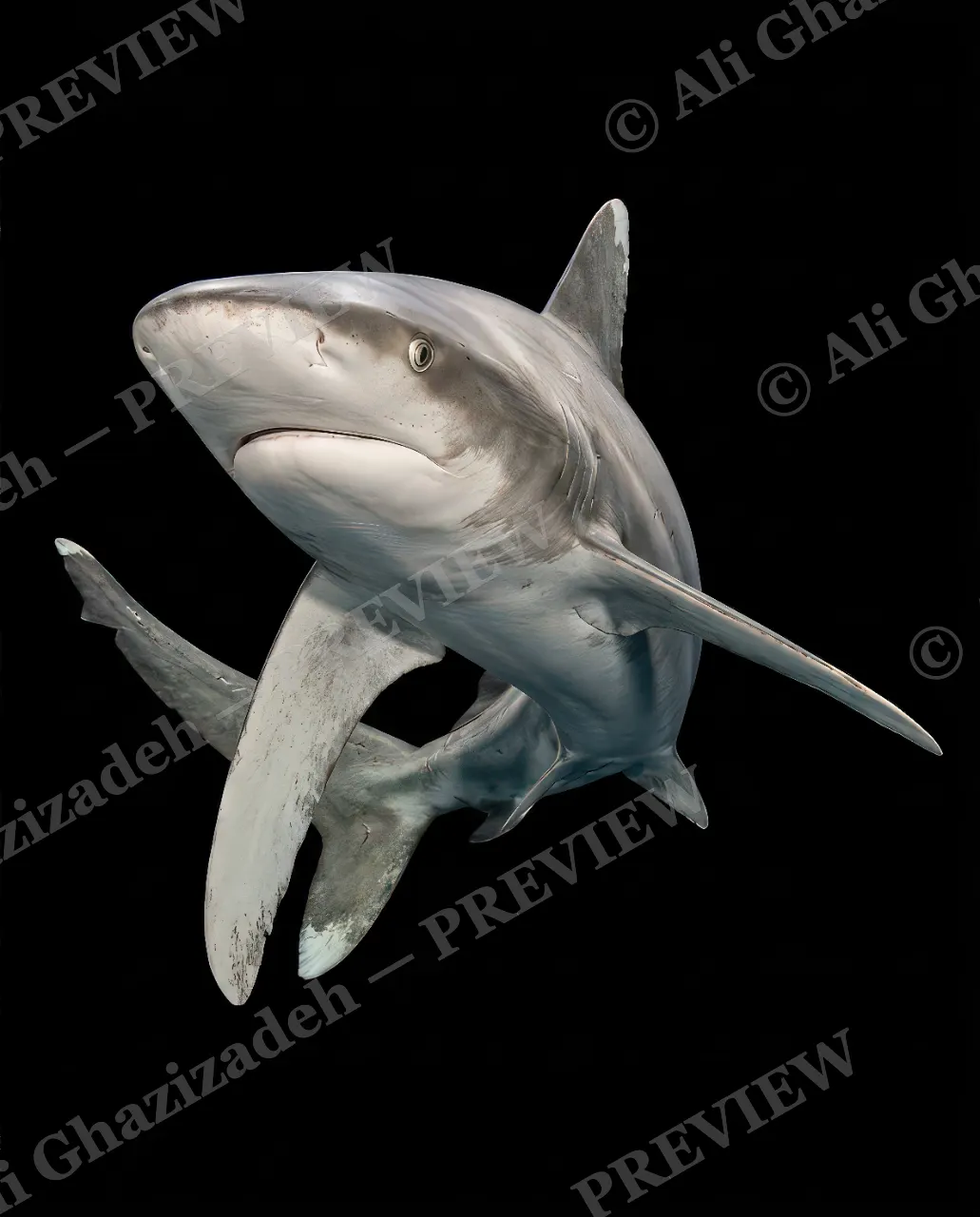 Giants of the Deep — On the Move — Great white shark artwork by Ali Ghazizadeh