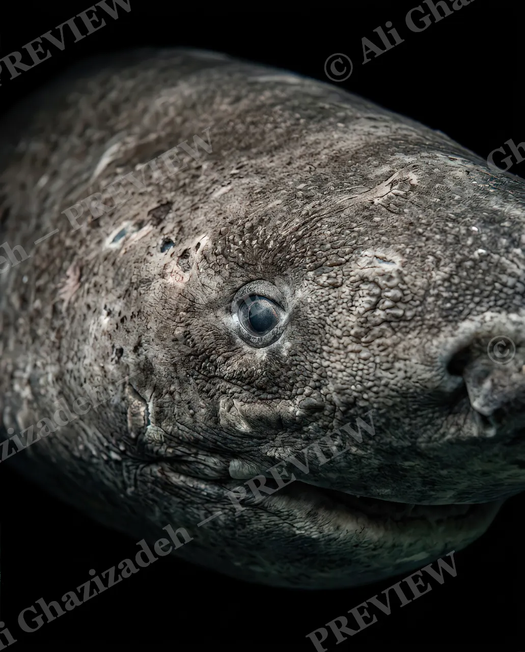Giants of the Deep — Small Eyes, Old Soul — Great white shark artwork by Ali Ghazizadeh