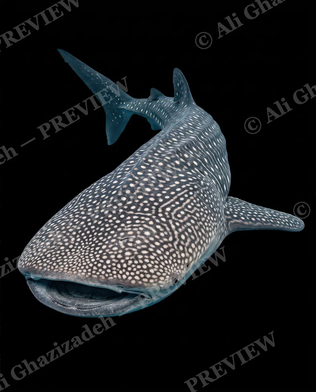 Giants of the Deep — Spotted Giant — Great white shark artwork by Ali Ghazizadeh