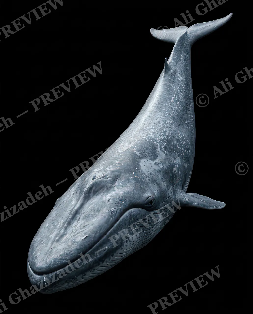 Giants of the Deep — The Biggest of All — Great white shark artwork by Ali Ghazizadeh