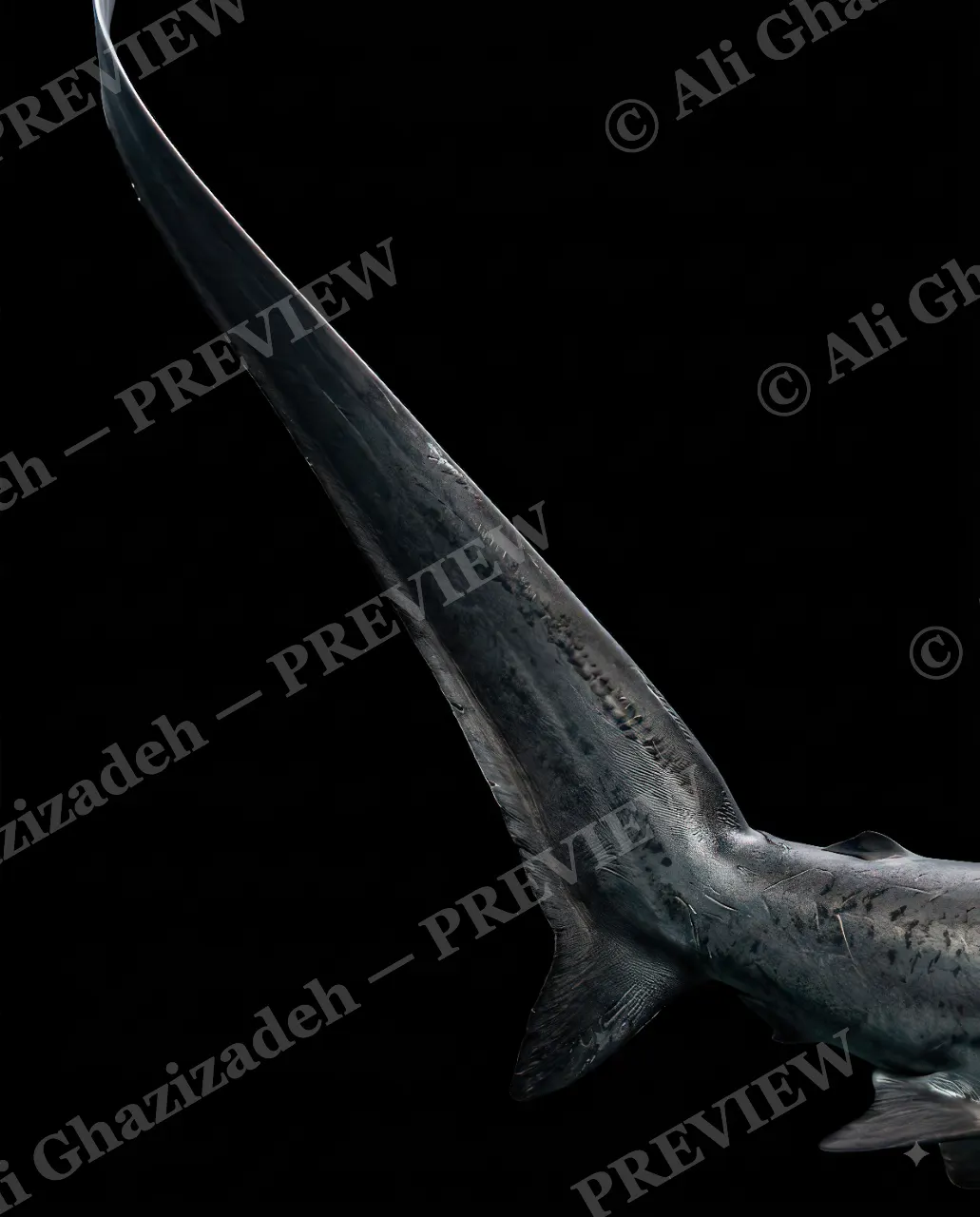 Giants of the Deep — The Business End — Great white shark artwork by Ali Ghazizadeh