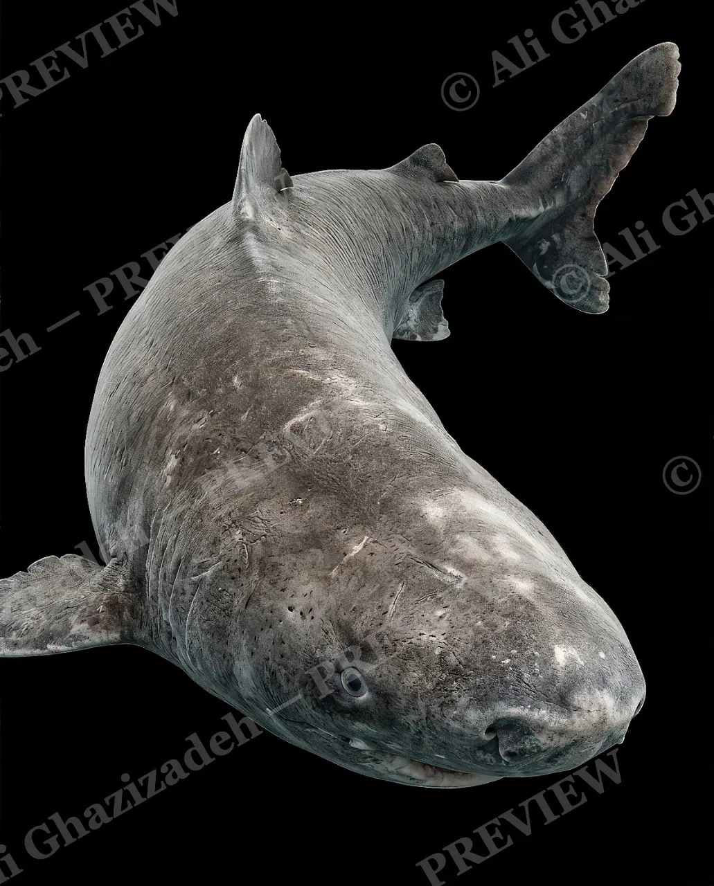 Giants of the Deep — The Old One — Great white shark artwork by Ali Ghazizadeh
