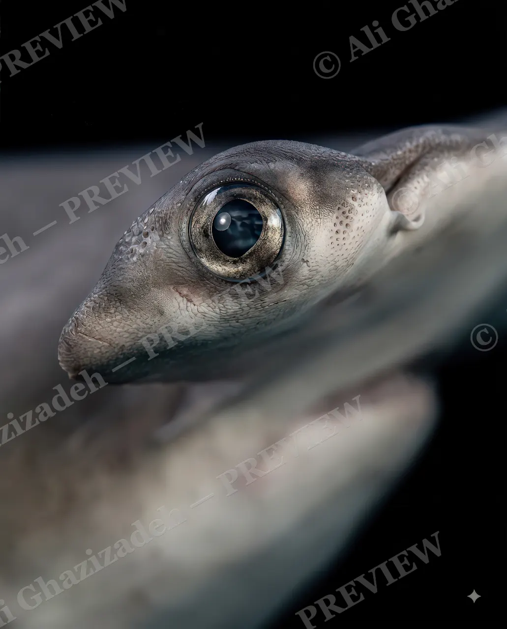 Giants of the Deep — Watching You — Great white shark artwork by Ali Ghazizadeh