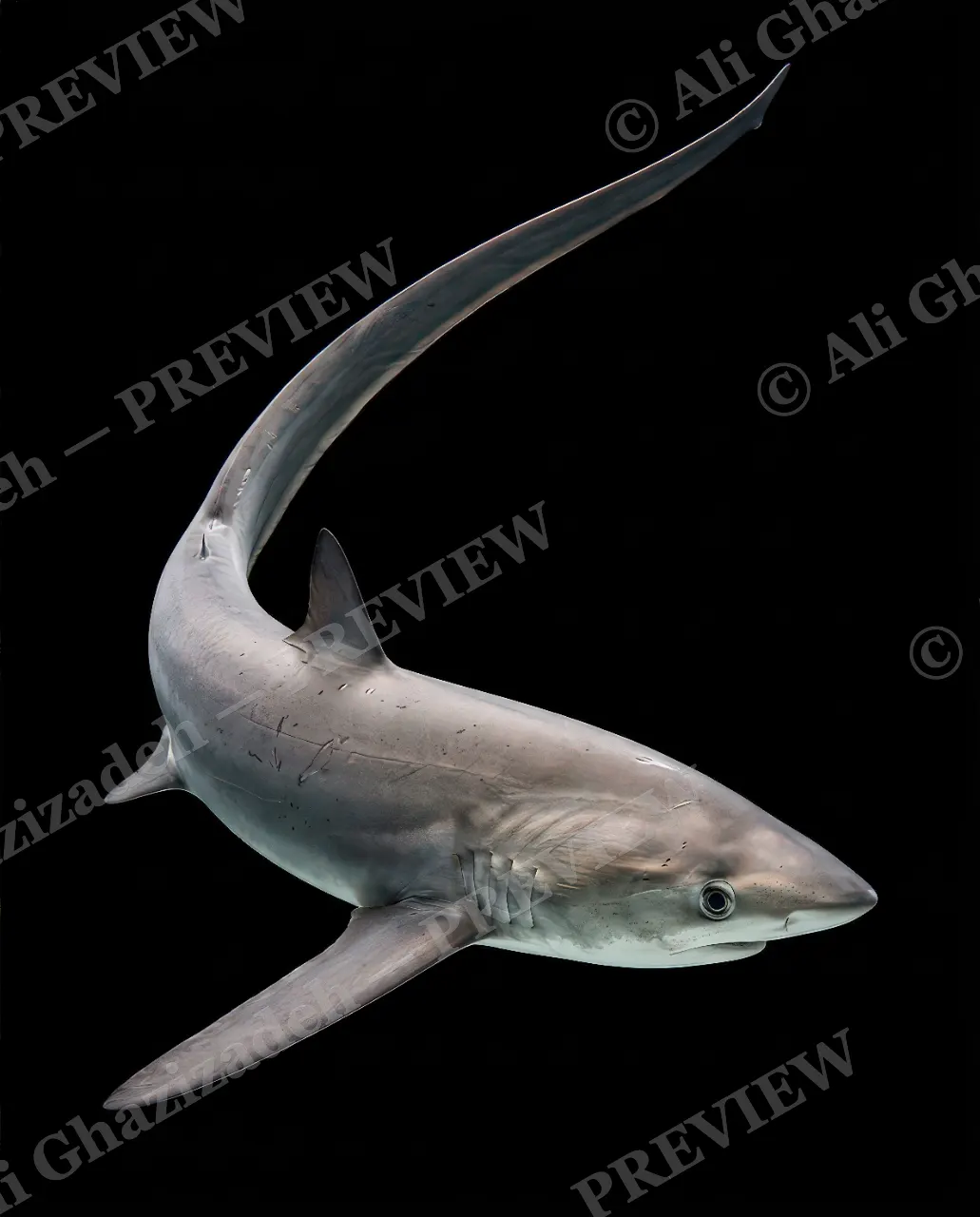Giants of the Deep — Whip-Tailed Wonder — Great white shark artwork by Ali Ghazizadeh