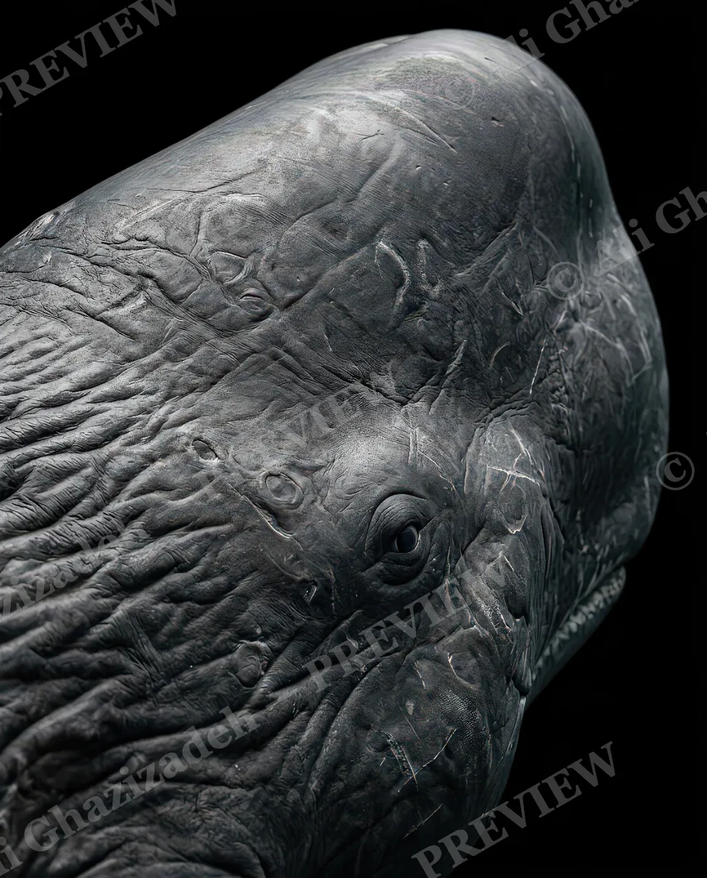 Giants of the Deep — Wrinkles of the Deep — Great white shark artwork by Ali Ghazizadeh