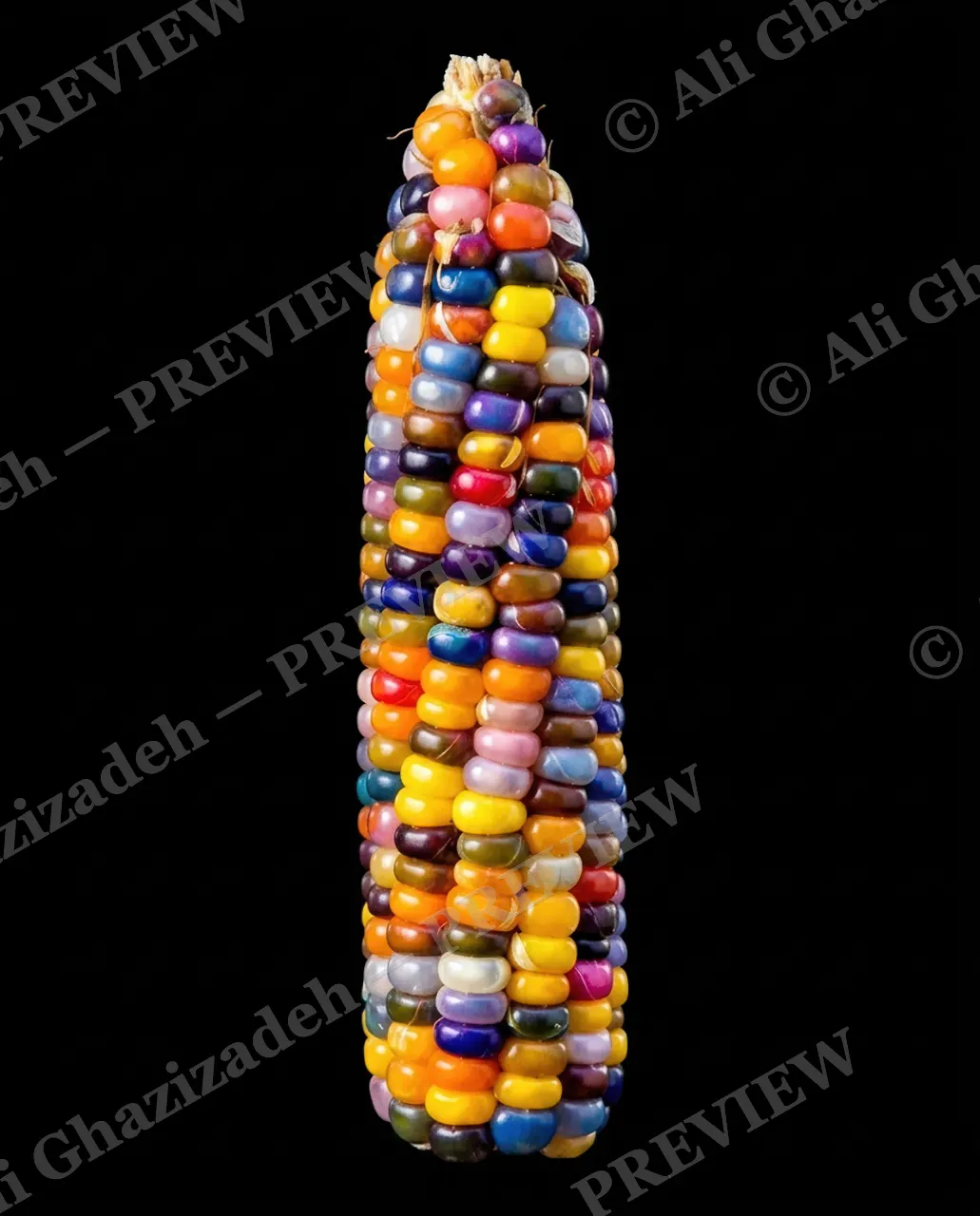 Glass and Grain — A Cob of Gems — Corn artwork by Ali Ghazizadeh