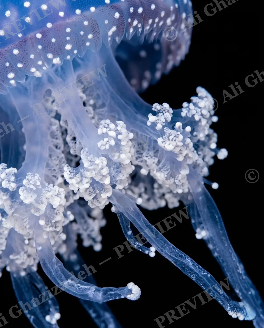 Glass Bloom — Blue Frost Fringe — Moon jellyfish artwork by Ali Ghazizadeh